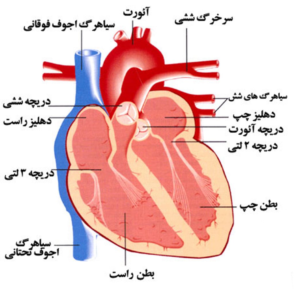 قلب و دستگاه گردش خون انسان