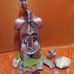 مولاژ نیم تنه انسان